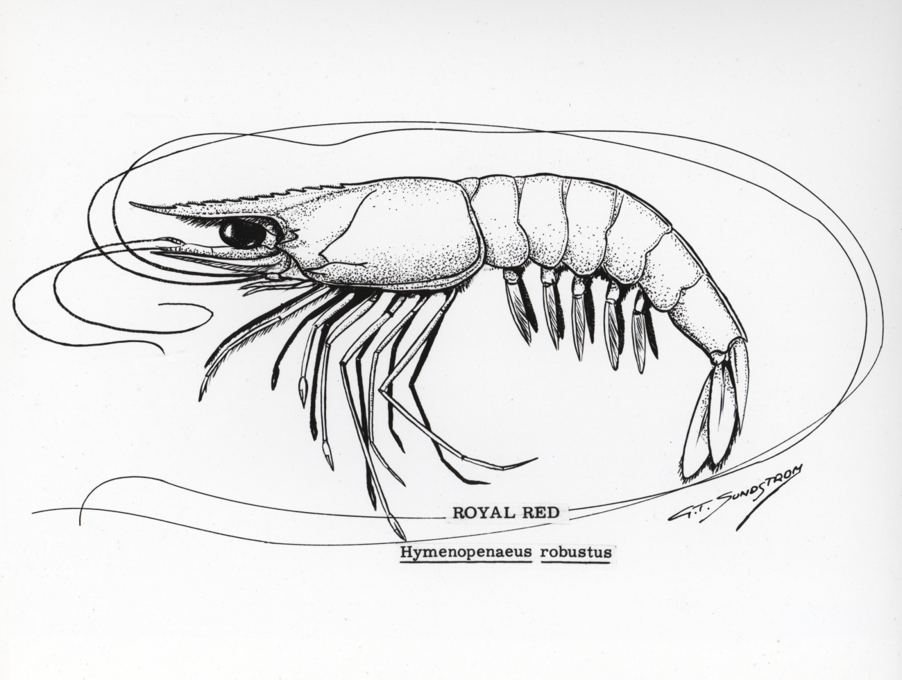 Royal red shrimp drawing (Hymenopenaeus robustus)