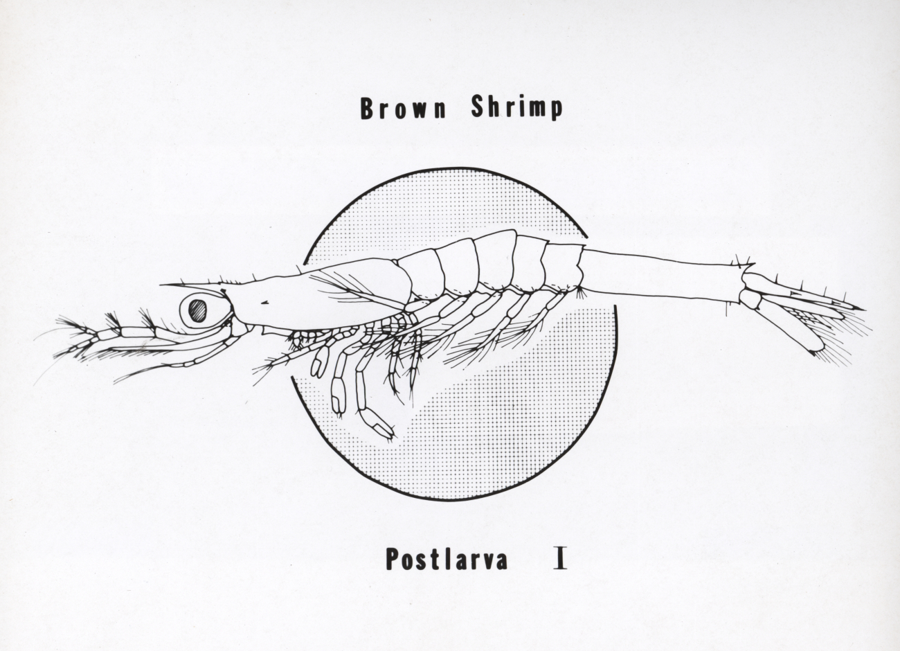 Drawing of first postlarva of brown shrimp (Peneaeus aztecus), about twelve days after hatching