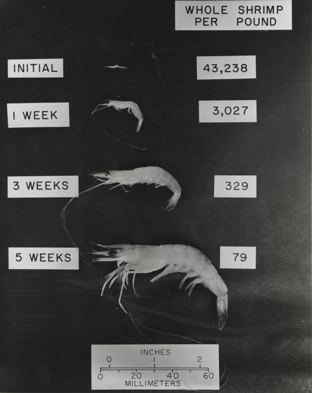 Growth of white shrimp (Penaeus setiferus) over a six-week period in anartificial environment