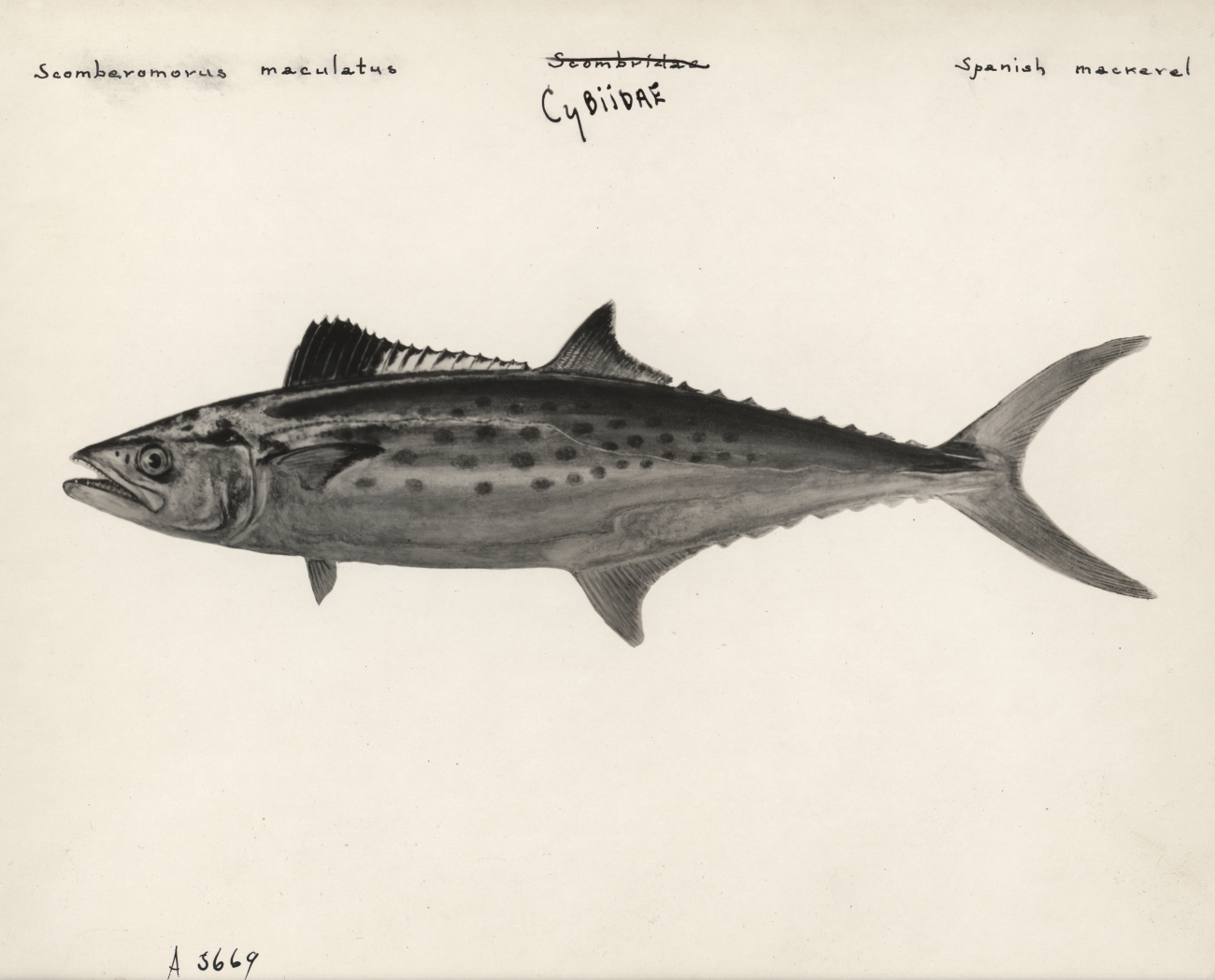 Spanish mackerel (Scomberomorus maculatus)