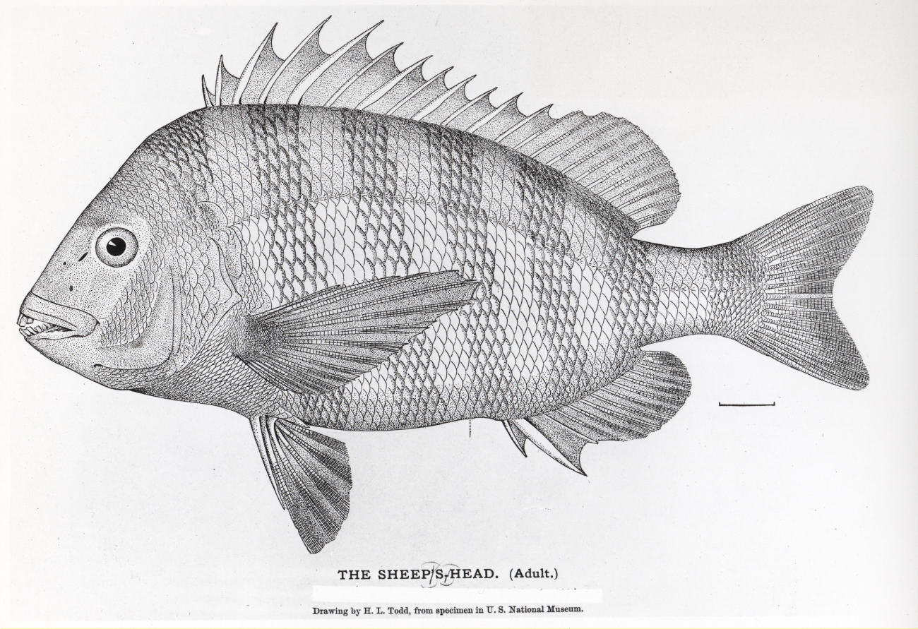 Sheepshead (Archosargus probatocephalus) from drawing by H