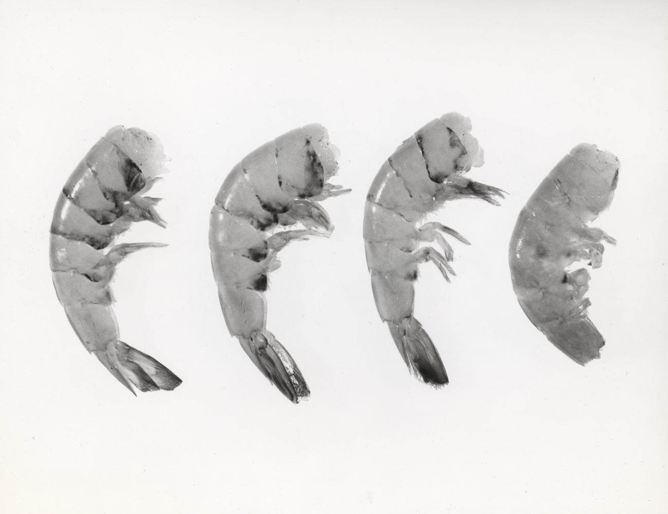 Black-spot disease in shrimp