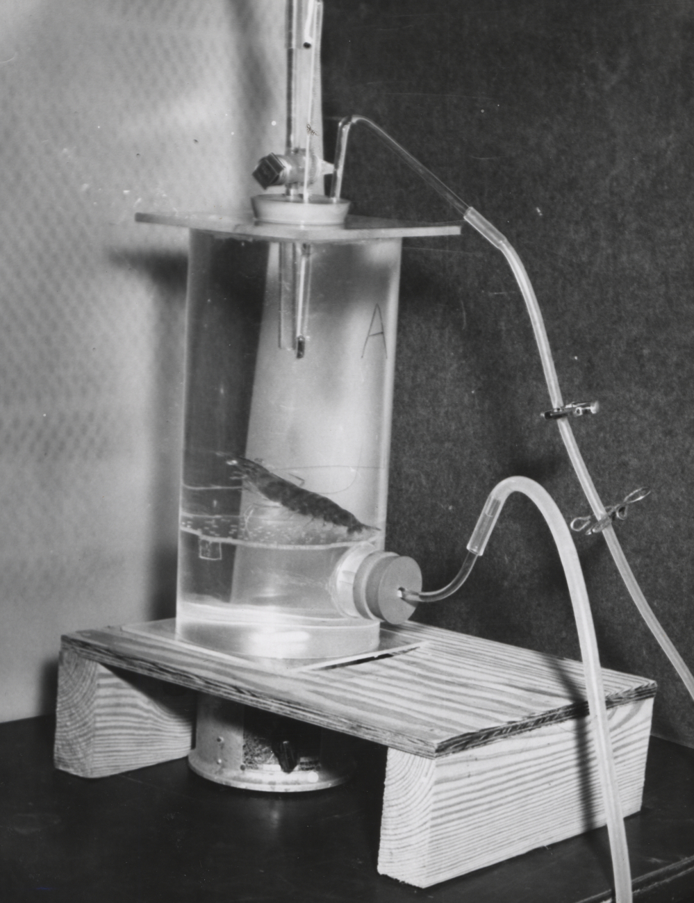 Apparatus used in shrimp respiration studies