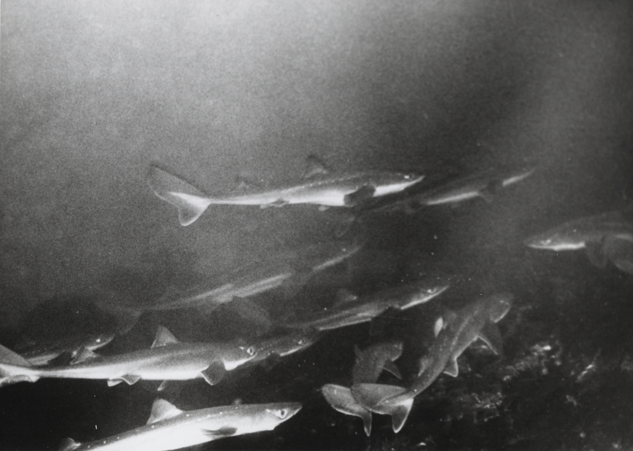 A school of dogfish sharks