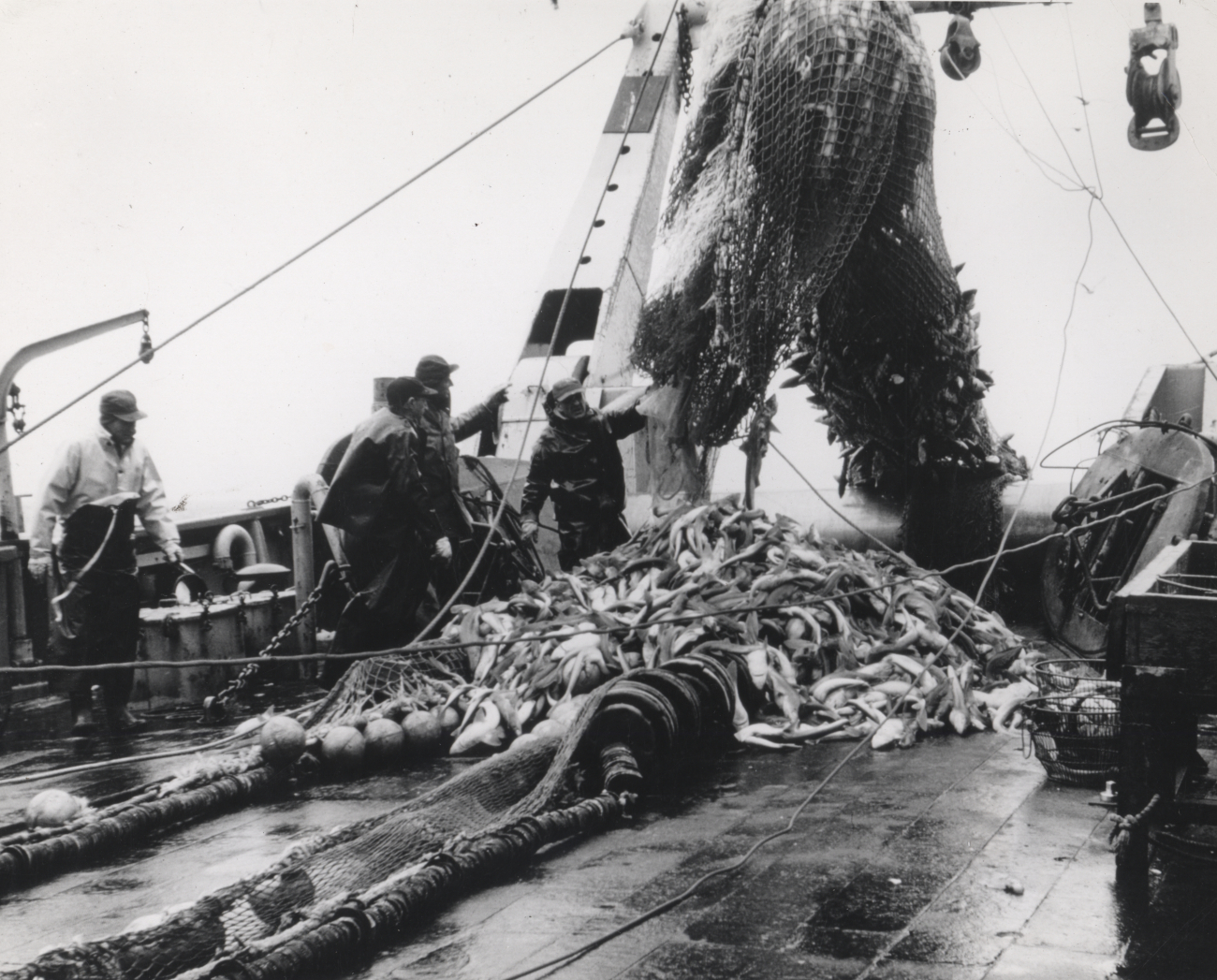 A small portion of a record catch of dogfish taken by the ALBATROSS IV in100 fathoms of water south of Nantucket