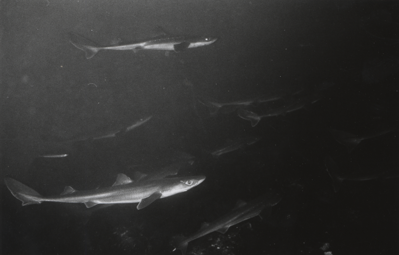 A school of dogfish sharks