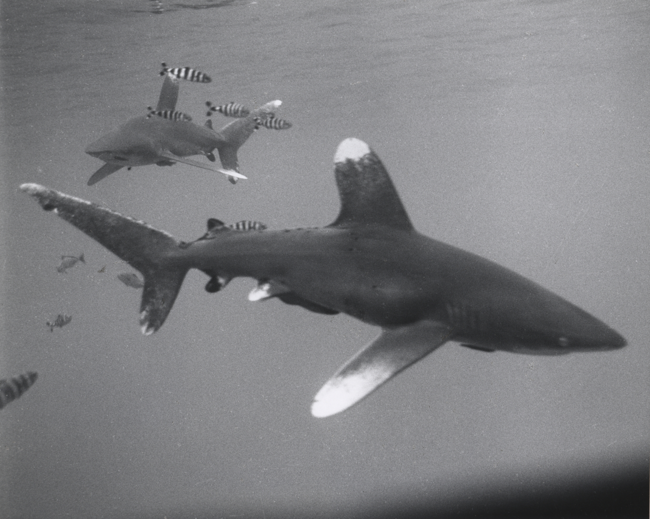 Whitetip sharks (Carcharhinus longimanus) and pilotfish photographed from theraft NENUE in the Central Pacific Ocean