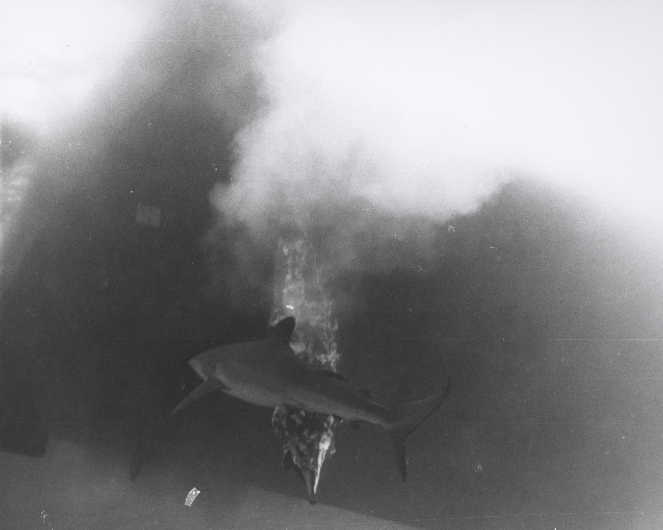 Dead porpoise being eaten by sharks under a cloud of dissolved bluestone