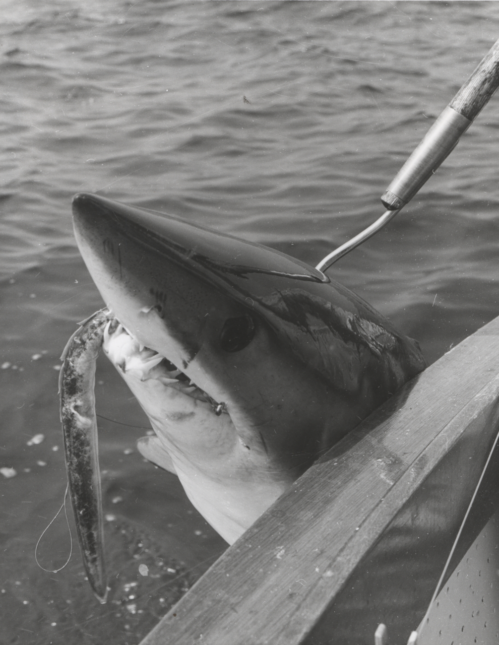 Mako shark caught on rigged eel off Nomans Island