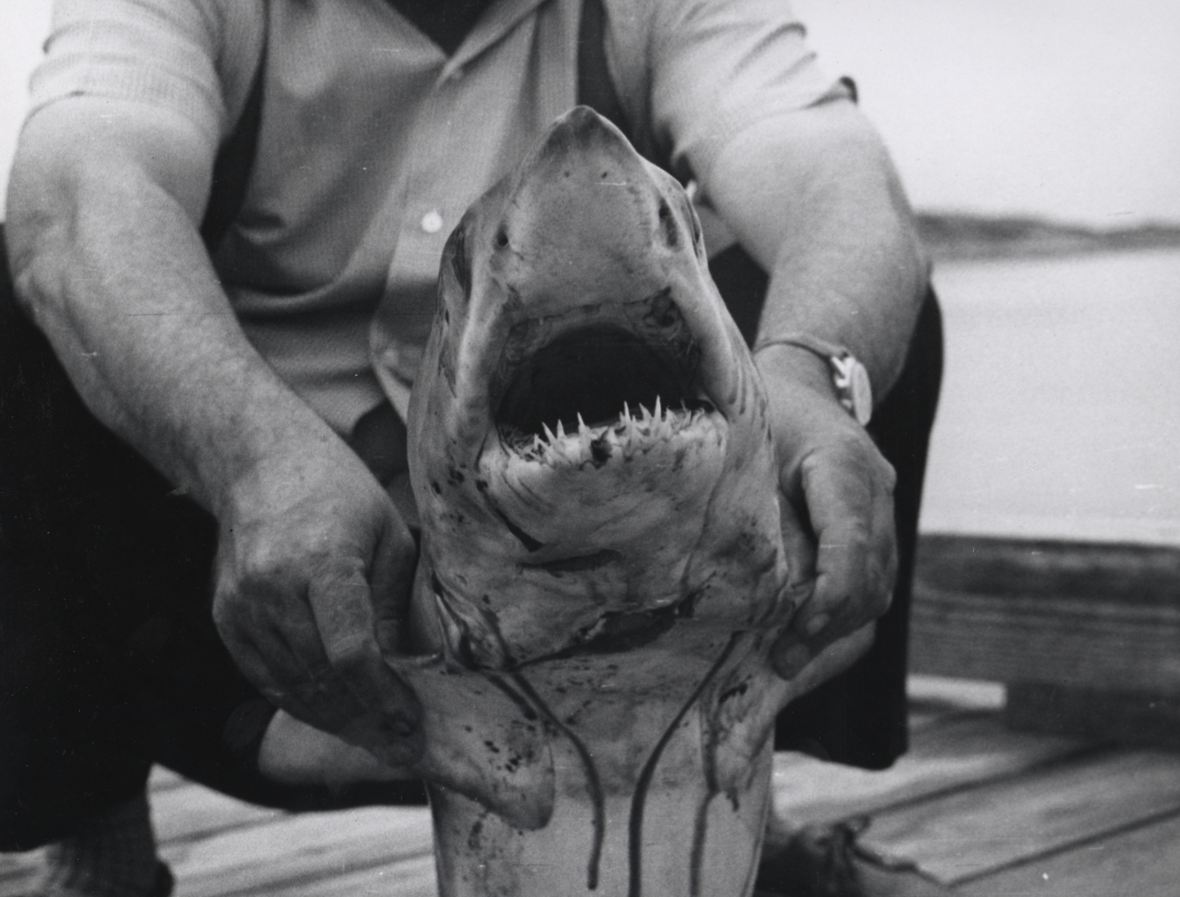 Mouth of mako shark