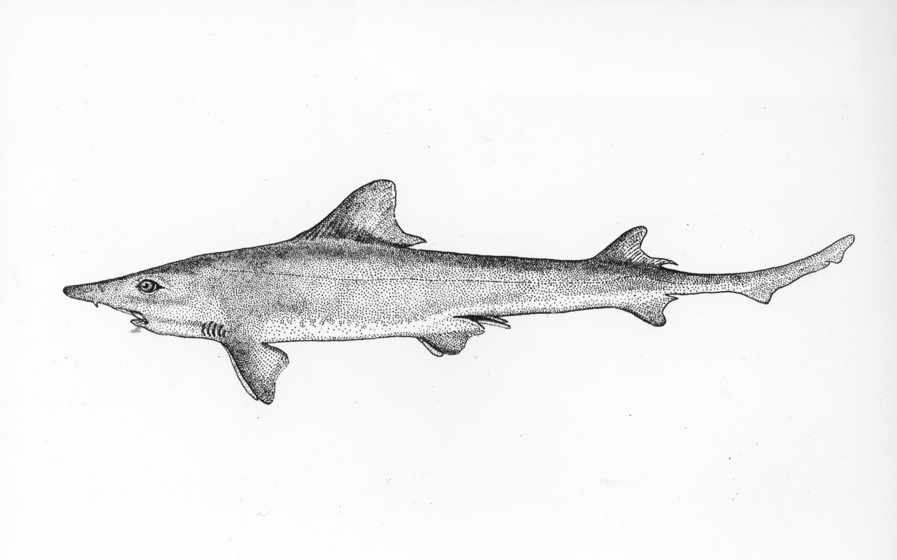 Smooth dogfish shark (Mustelis canis)