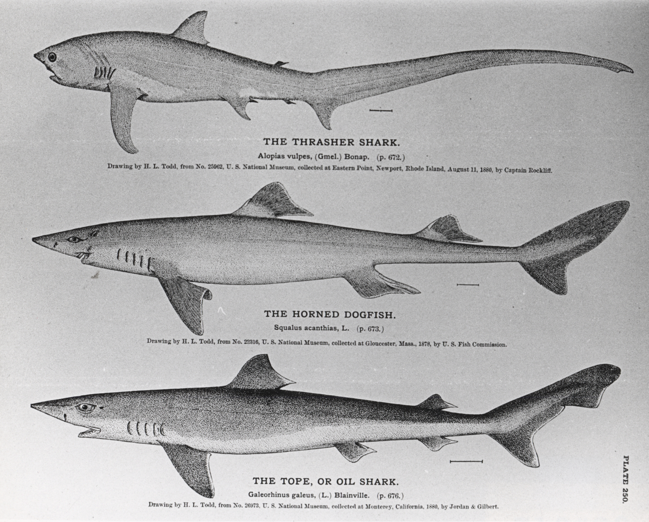 Drawings of the thrasher shark, Alopias vulpes, the horned dogfish, Squalusacanthias, and the tope, or oil shark, Galeorhinus galeus