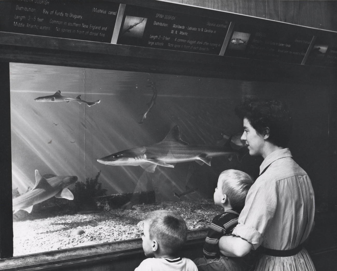 Family enjoying the aquarium at the Woods Hole BCF Laboratory