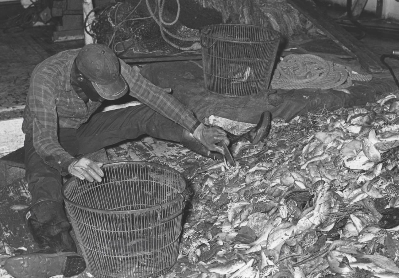 Sorting shrimp catch aboard the CAPTAIN FRANKIE