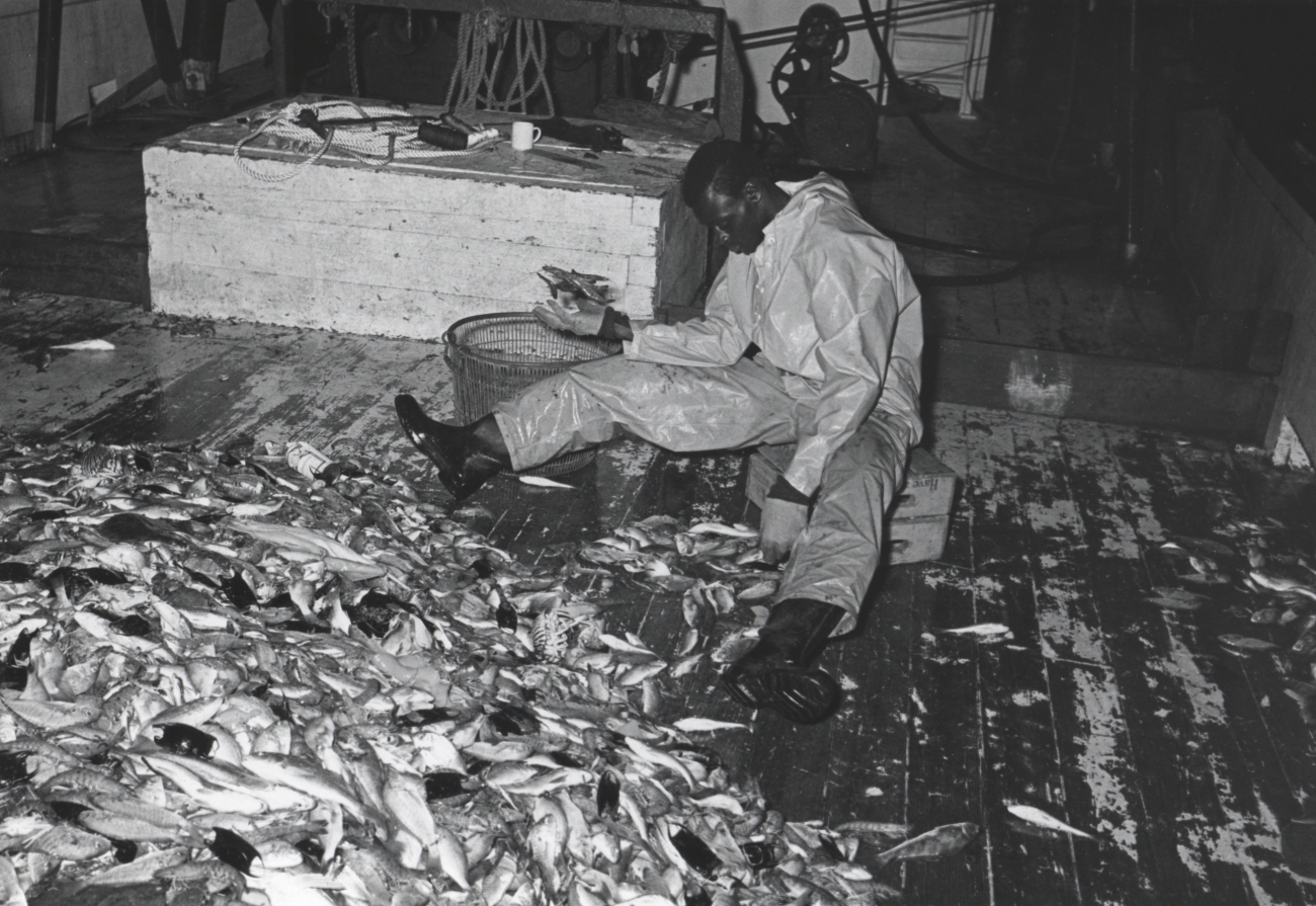 Sorting shrimp catch aboard the fishing vessel DUDLEY