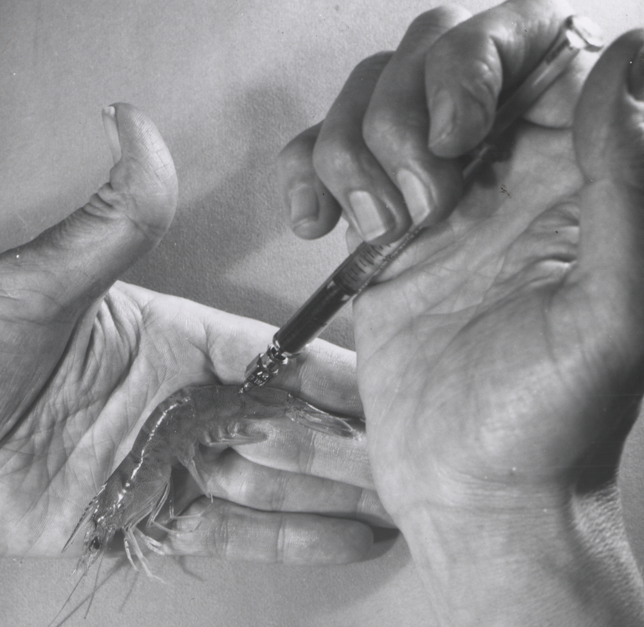 Injecting biological stain into a shrimp with a hypodermic syringe