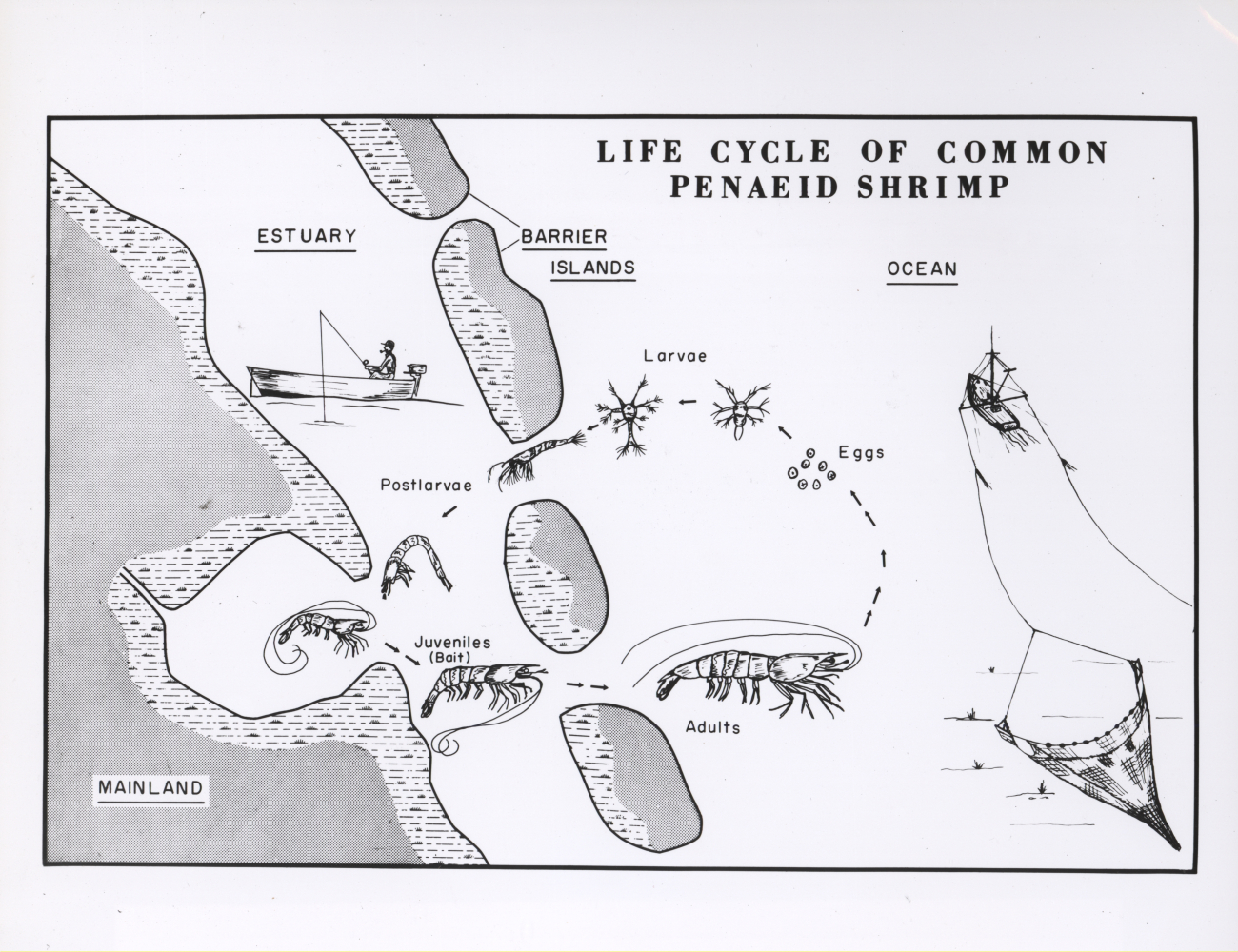 Typical life history of commercial Gulf of Mexico shrimp