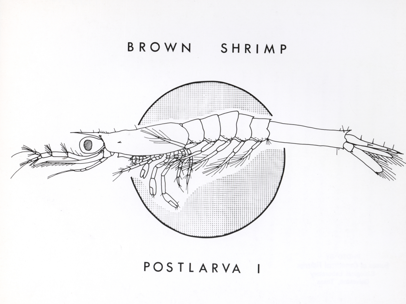Line drawing of brown shrimp postlarava I