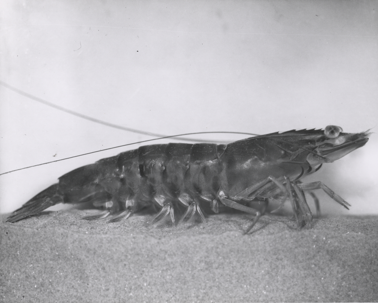 A jumbo shrimp