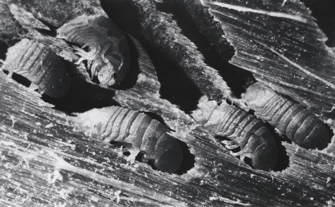 Wood boring isopod, Subclass Malacostraca, order Isopoda, Limnoria lignorum