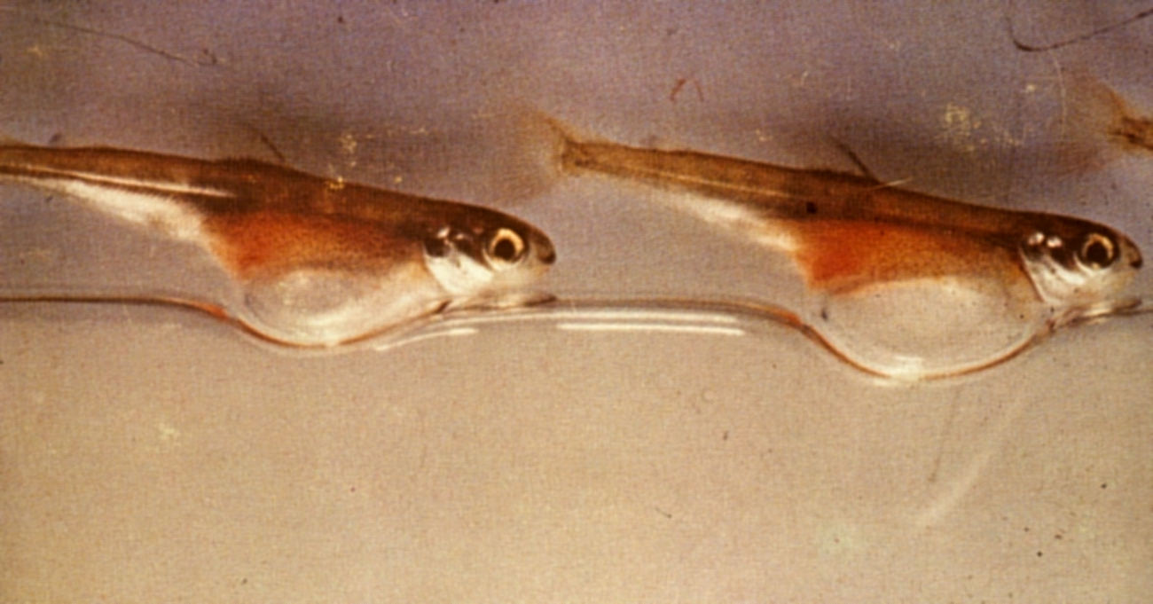 Salmon shortly after hatching