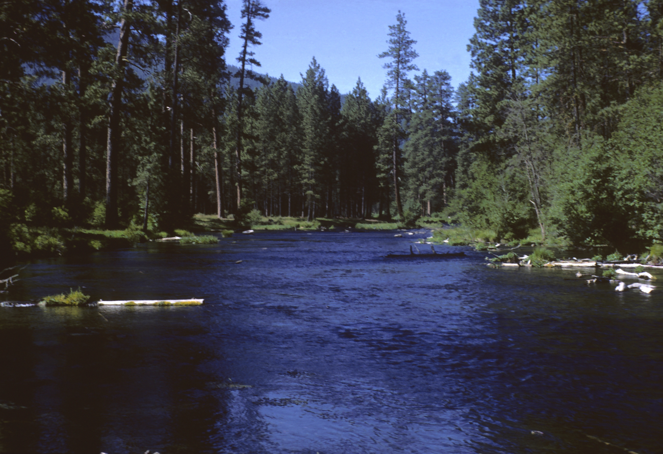 Metolius River, 1/2 mile downstream from its origin high in the eastern Cascades