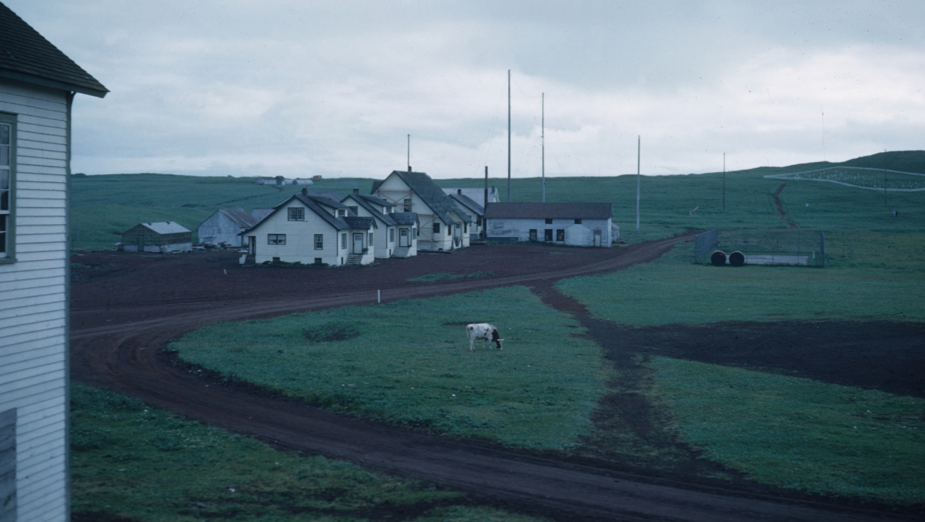 A lone cow grazes on the grass of St