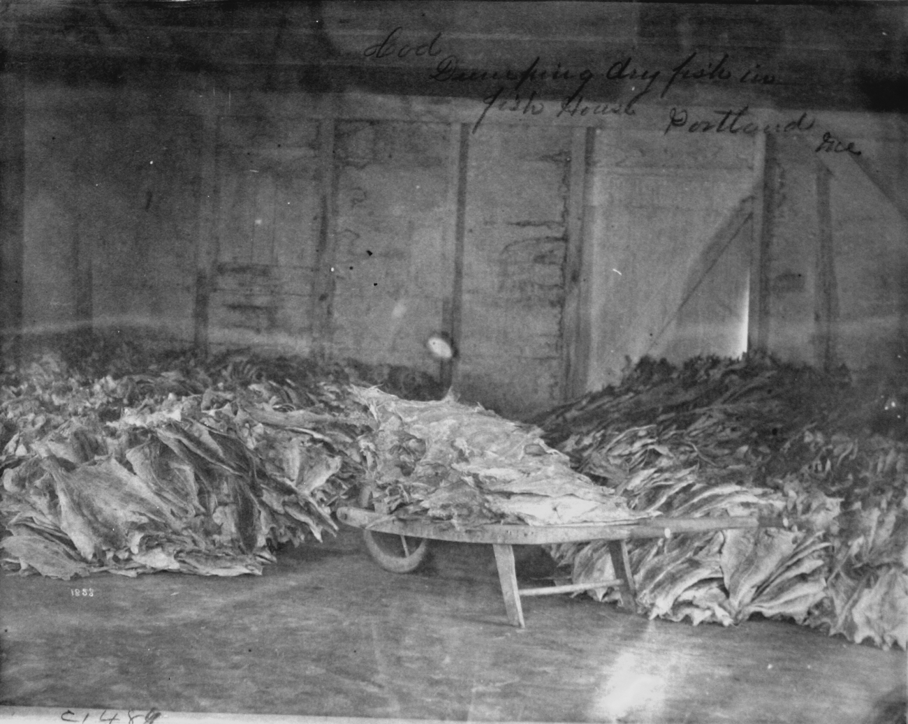 Cod, dumping dry fish in fish house, Portland, ME