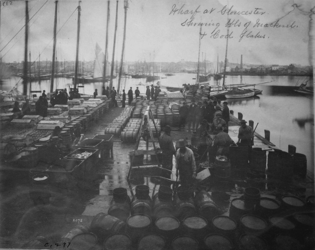 Wharf at Gloucester, MA showing bbls of mackerel and cod flakes