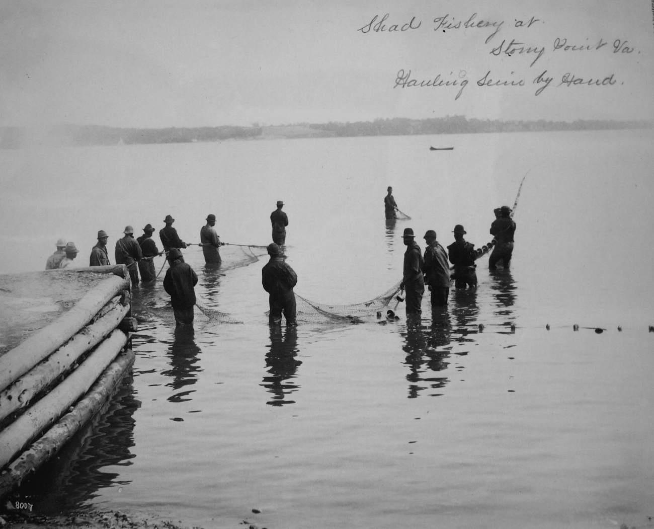 Shad fishery at Stony Point, VA, hauling seine by hand