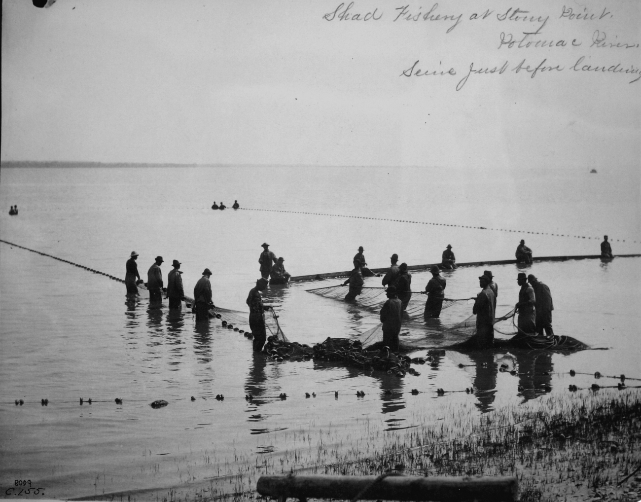Shad fishery, seine at Stony Point, Potomac River, VA, just before landing