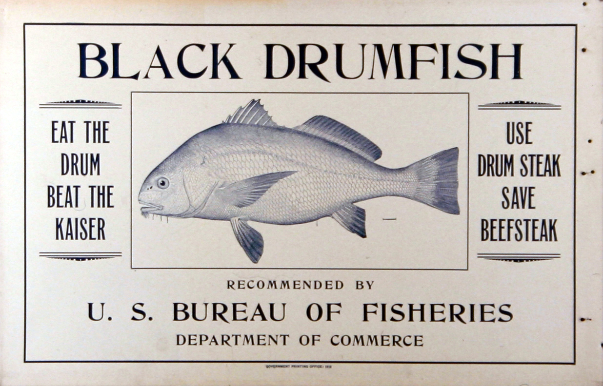 Poster, broadside, Black Drumfish
