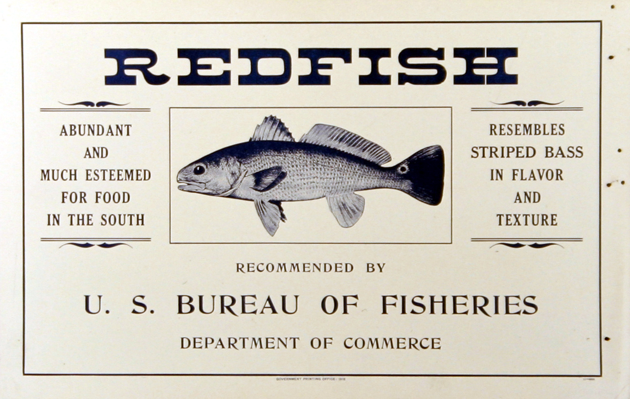 Poster, broadside, Redfish