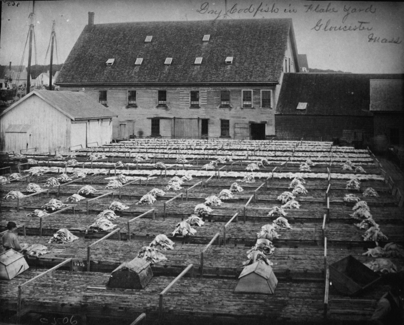 Dry codfish in flake yard, Gloucester, MA