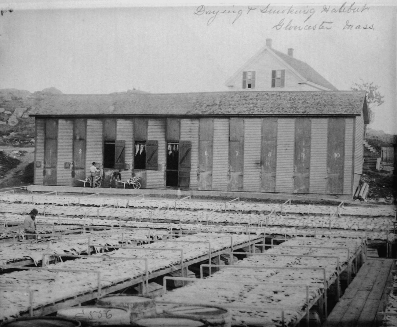 Drying and smoking halibut, Gloucester, MA