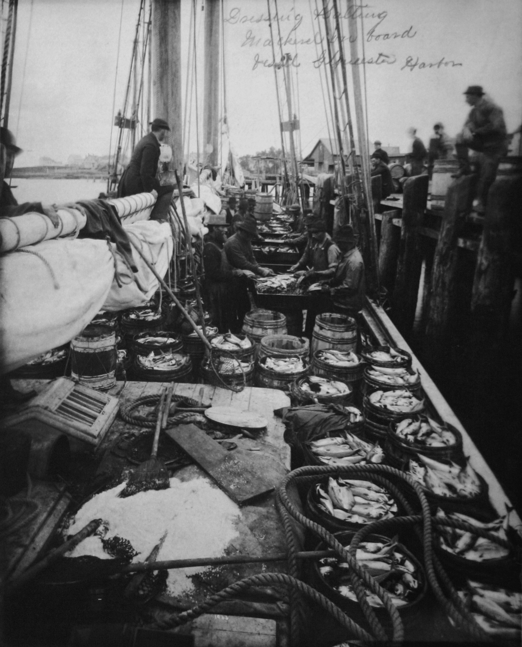 Dressing and salting mackerel on board vessel, Gloucester Harbor, MA