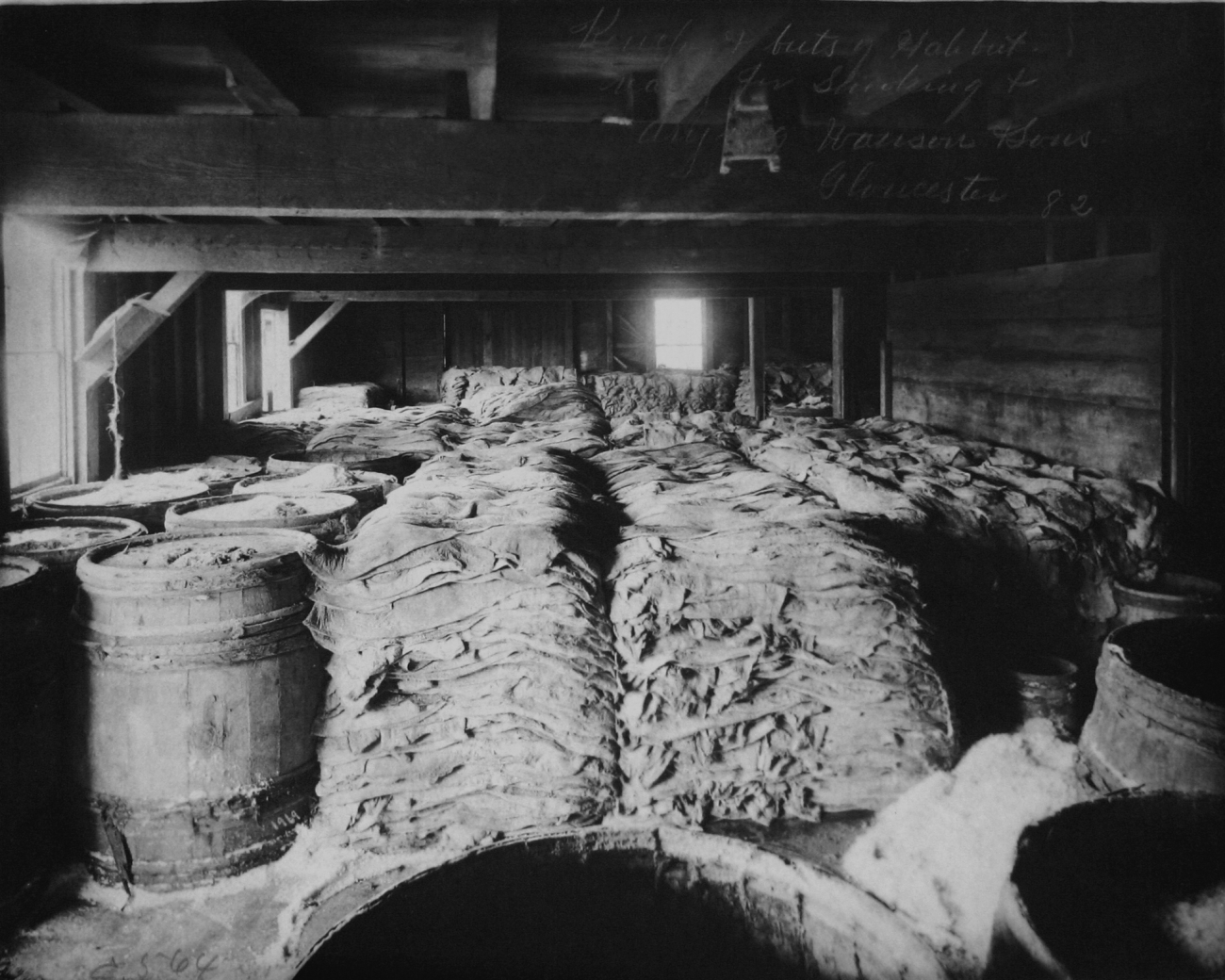 Halibut ready for shrinking and drying, Hanson & Sons, Gloucester, MA, 1882