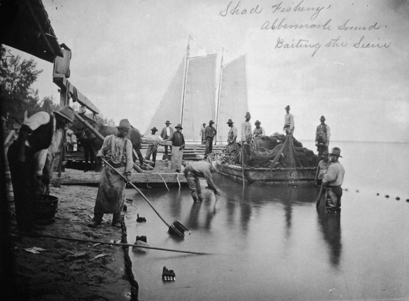 Shad fishery, Albermarle Sound, NC, baiting the seine