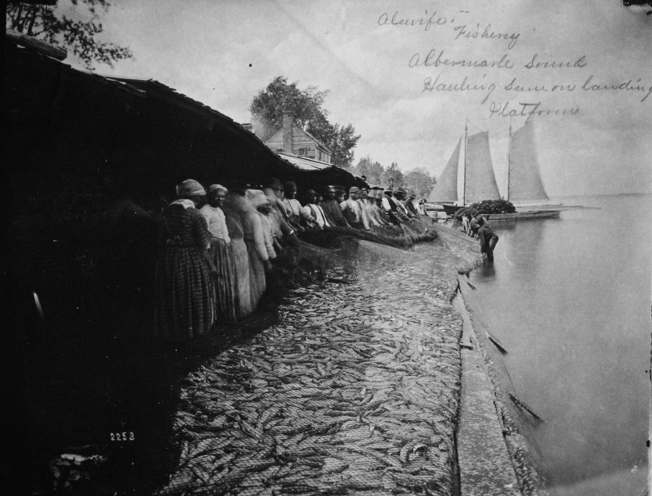 Alewife fishery, Albermarle Sound, NC, hauling seine on landing platform