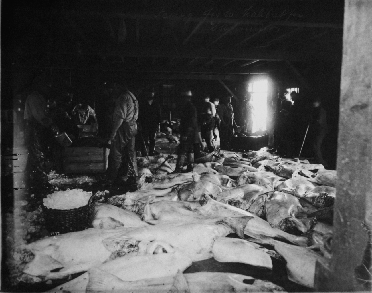 Preparing fish halibut for shipment