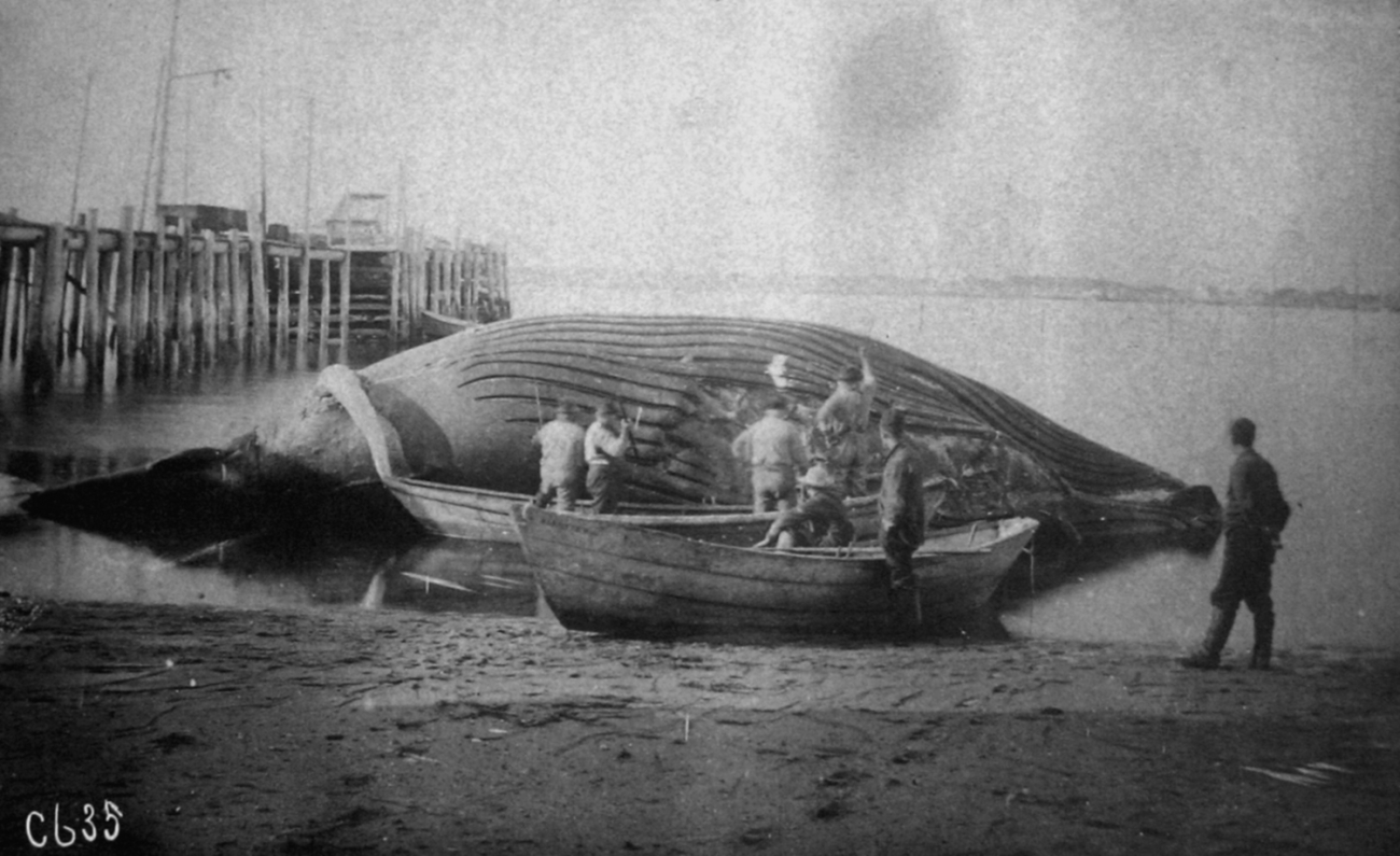 Whale being cut up