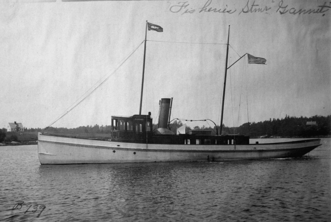 USFC steamer Gannet