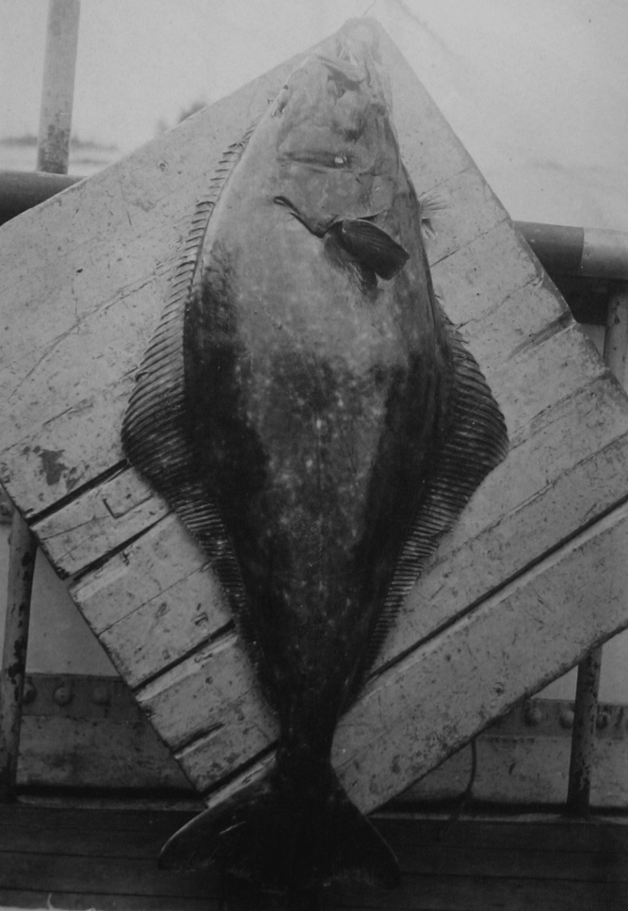 Halibut