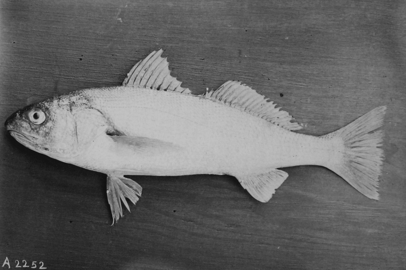 A Serranoid fish of some sort