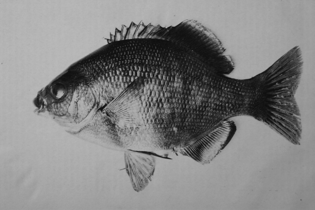 Viviparous perch