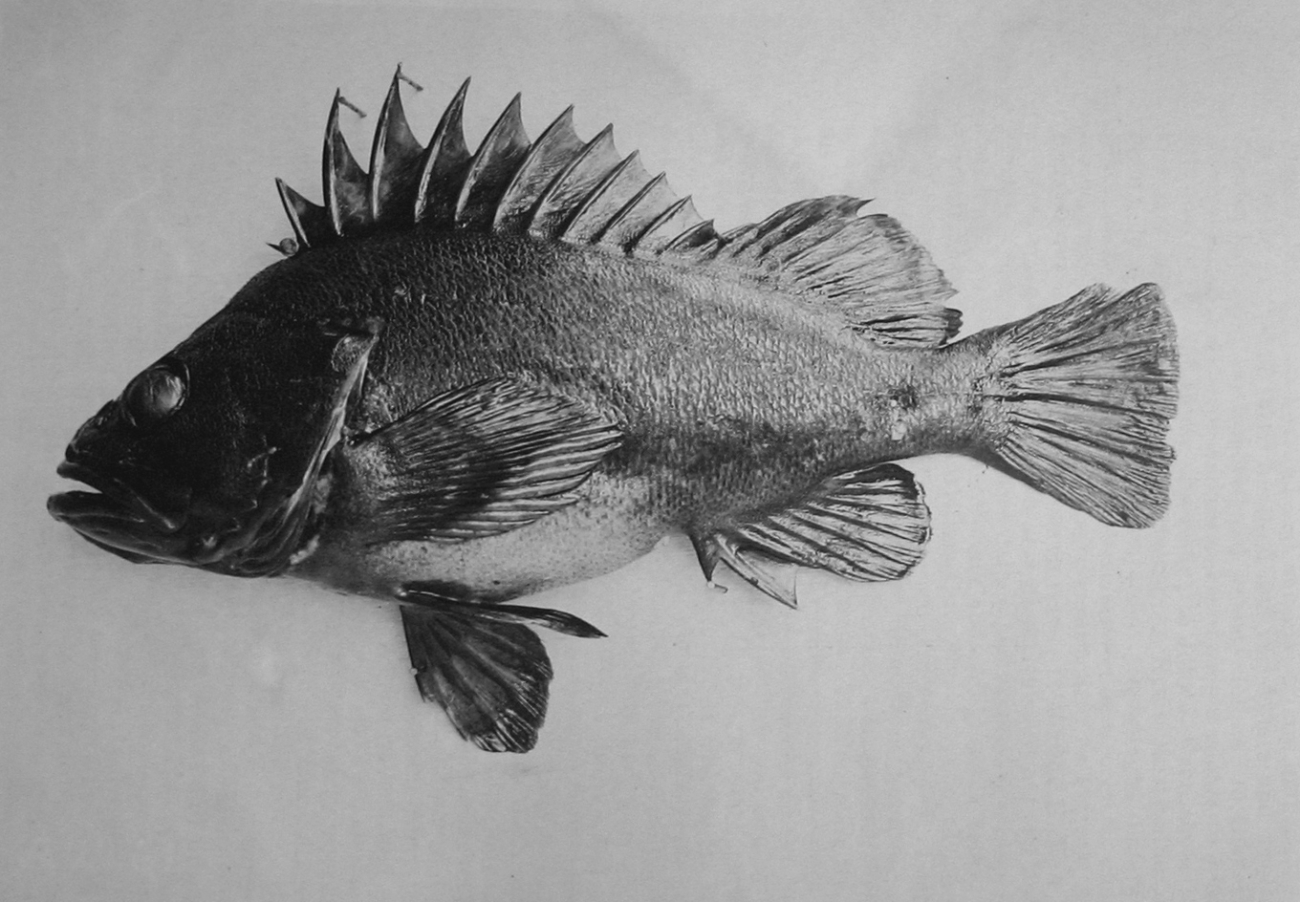 One of the rockfishes