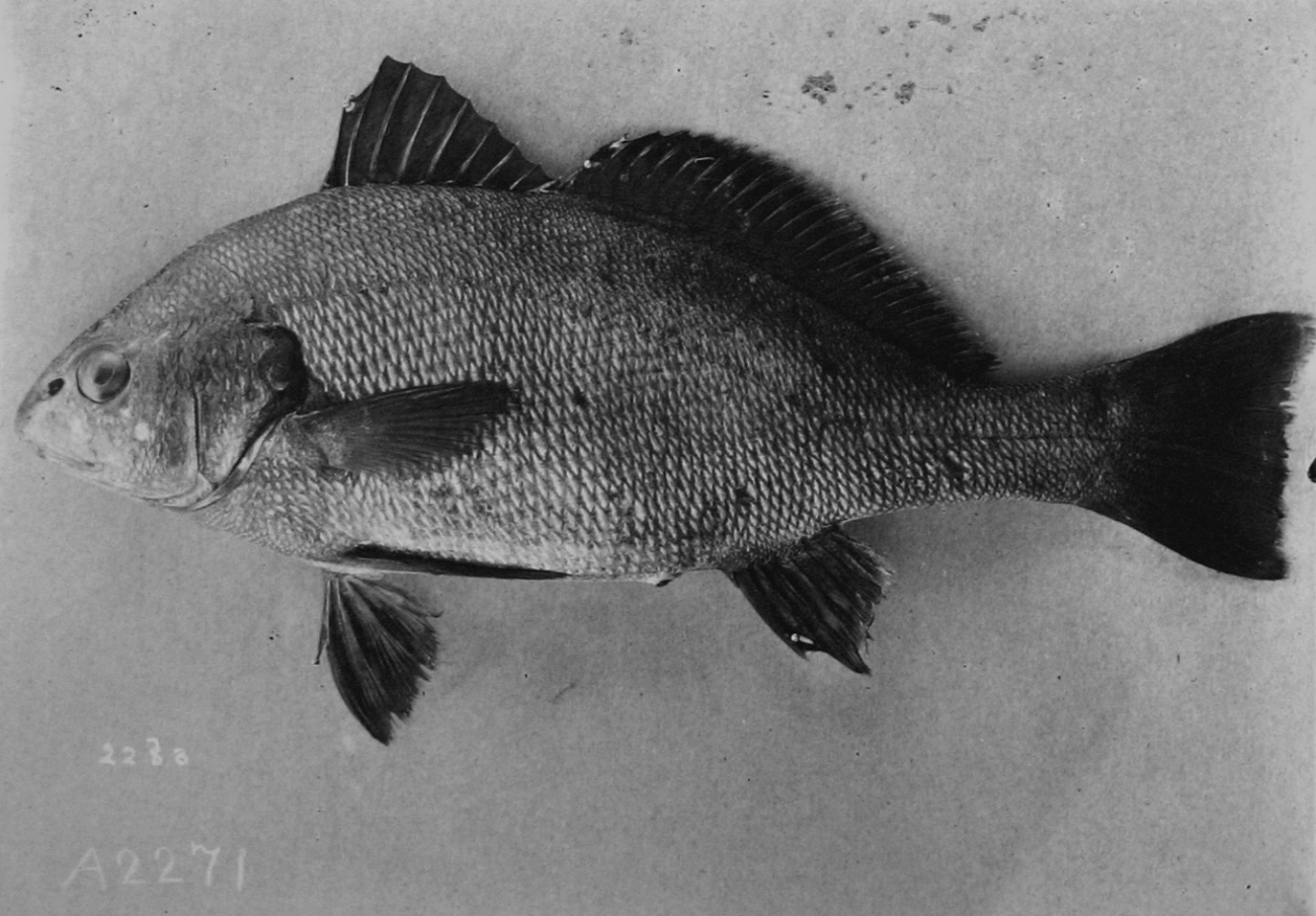 A Scaridae fish