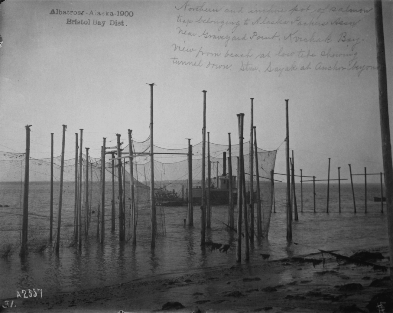 Albatross, AK, 1900, Bristol Bay district, northern and inshore pot of salmontrap belonging to Alaska Packers Assn