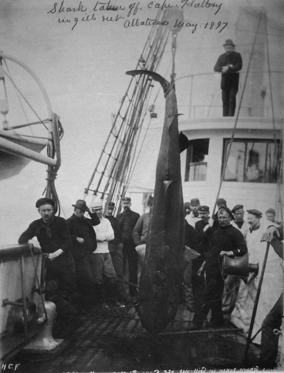 Shark taken off Cape Flattery in gill net, Albatross, 1897