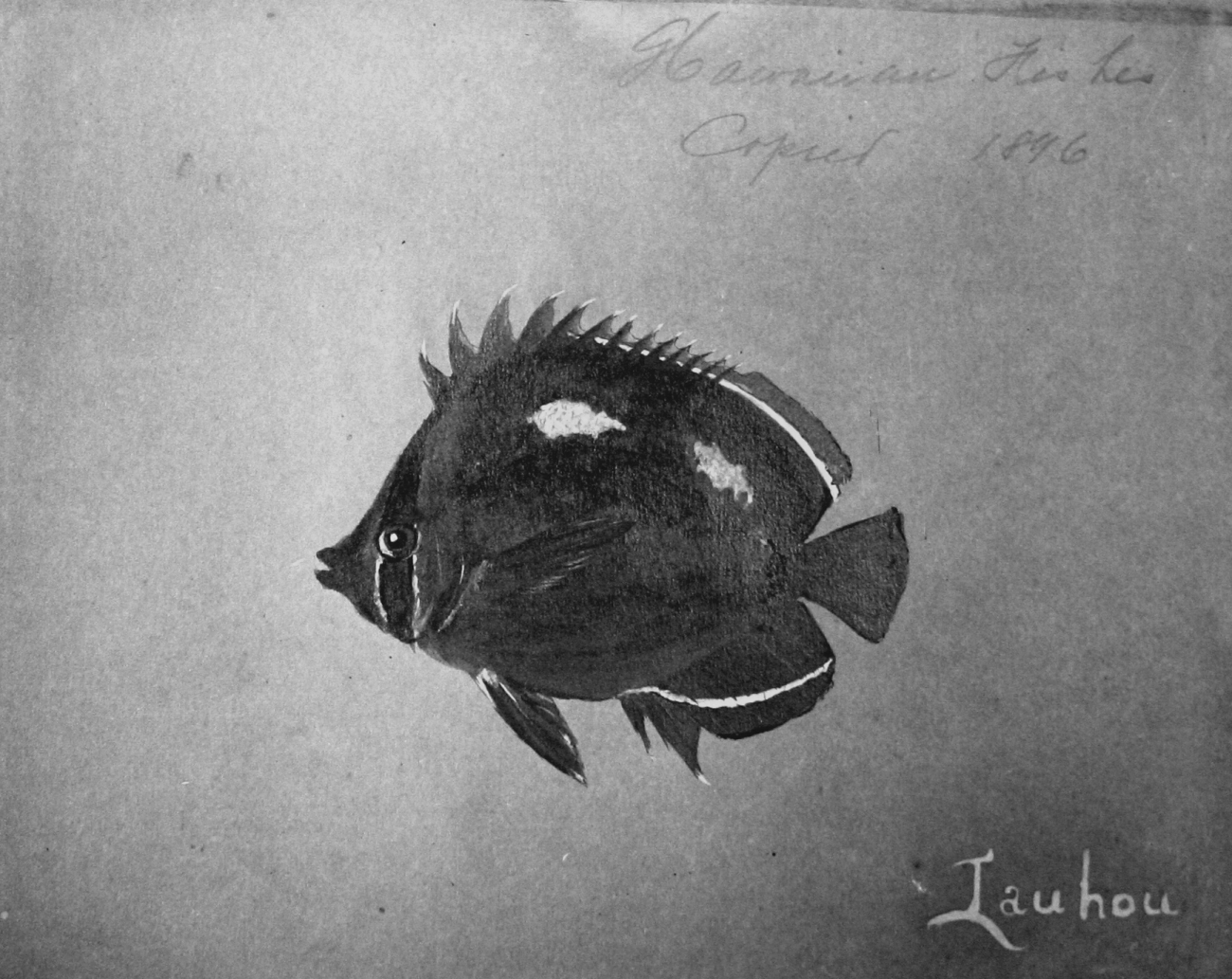 Hawaiian fishes, 1896, Iauhou